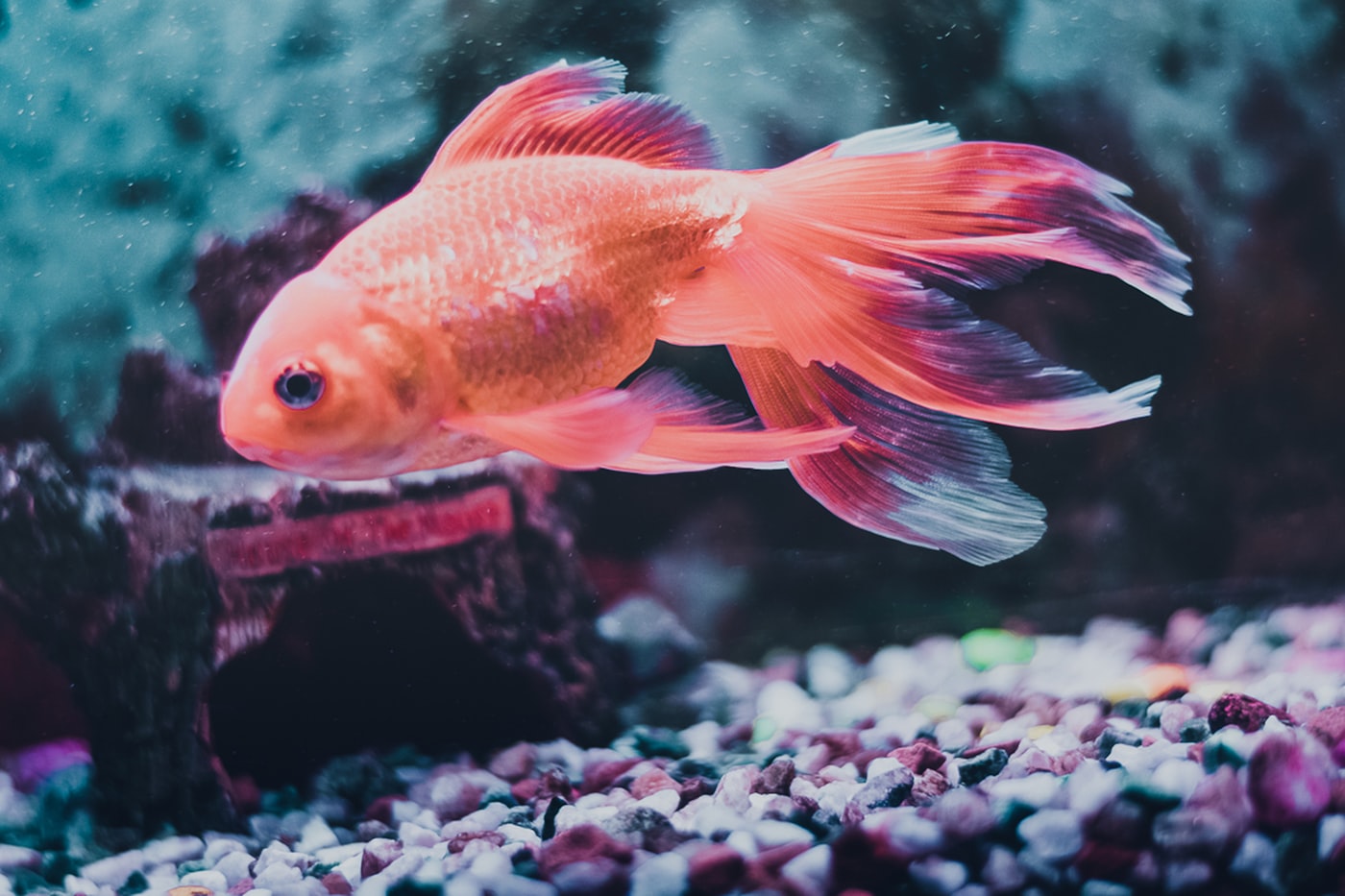 Acondicionador de acuario: qué es y cuándo usarlo