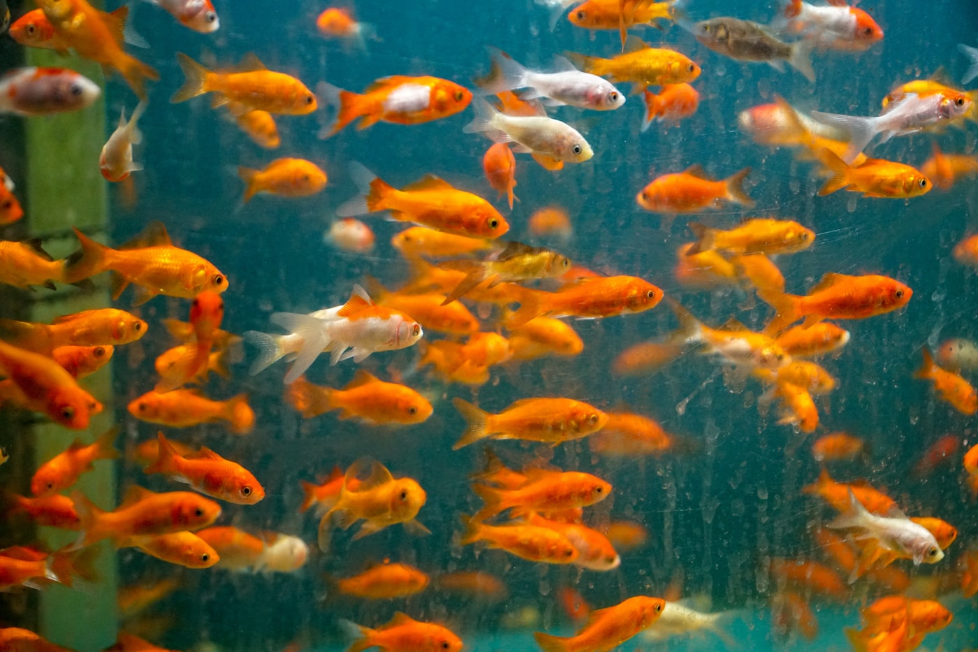 Alimentos para peces de acuario: guía completa