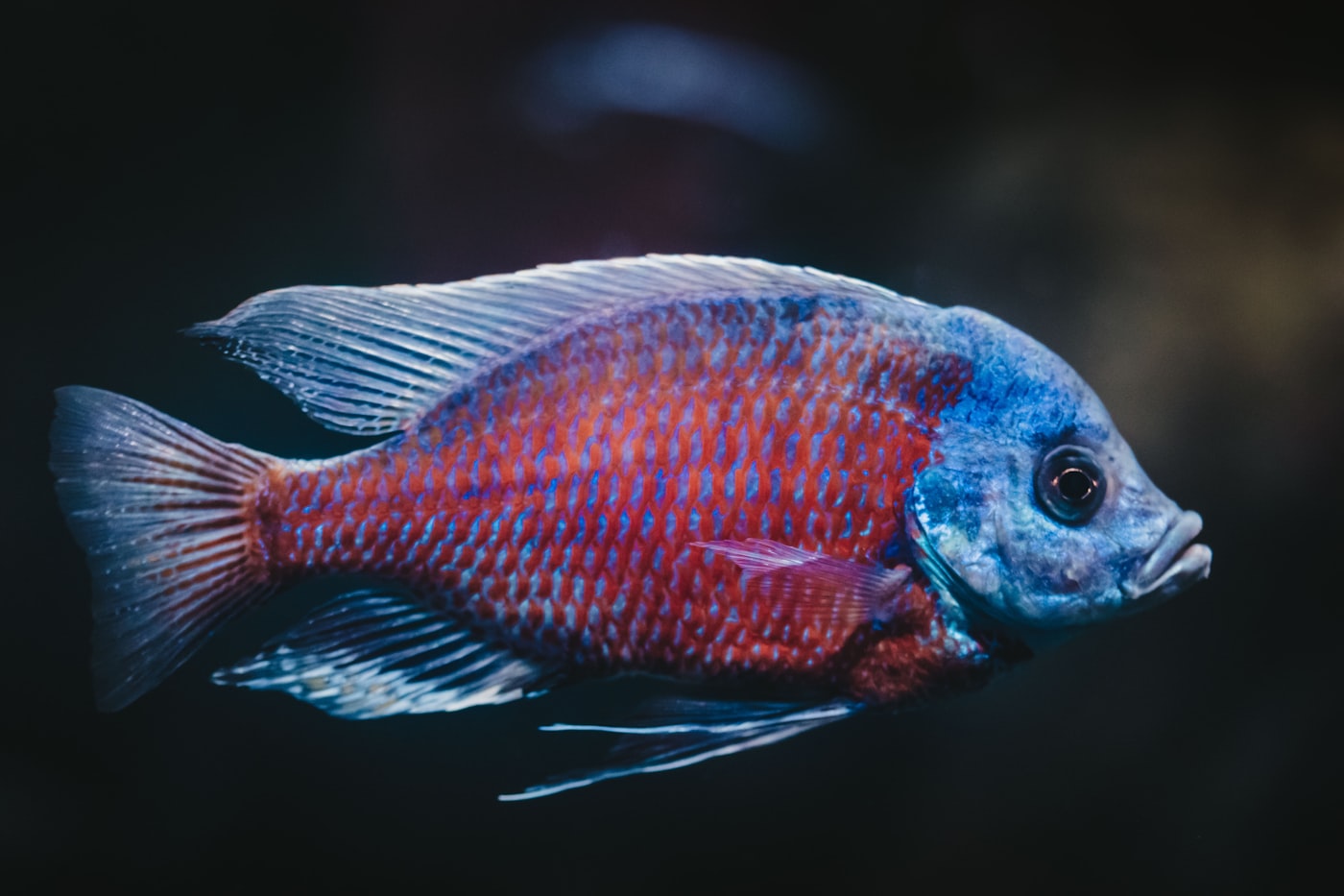 Cíclidos enanos: la opción para el acuario comunitario