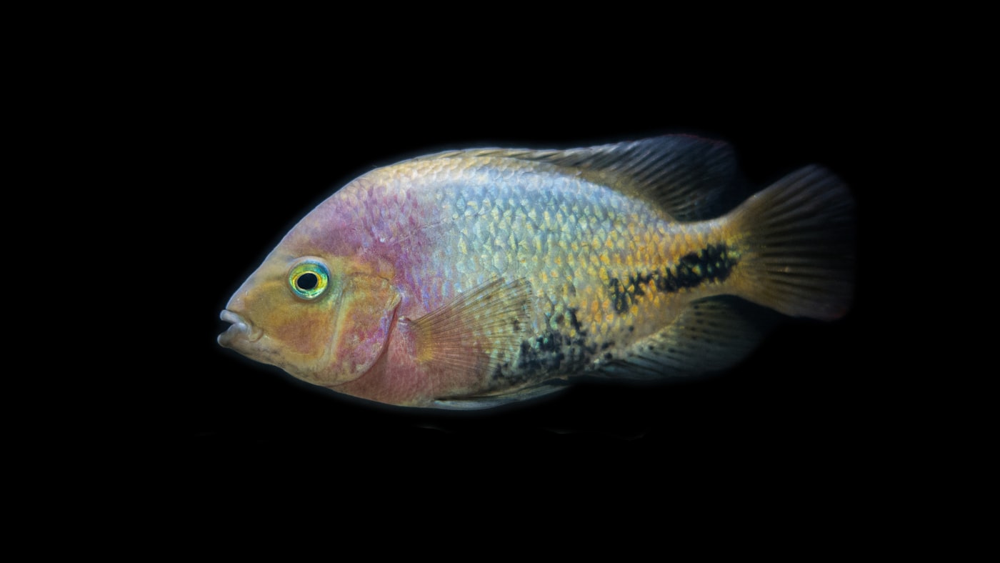Flowerhorn: el cíclido híbrido de personalidad única (ficha honesta)