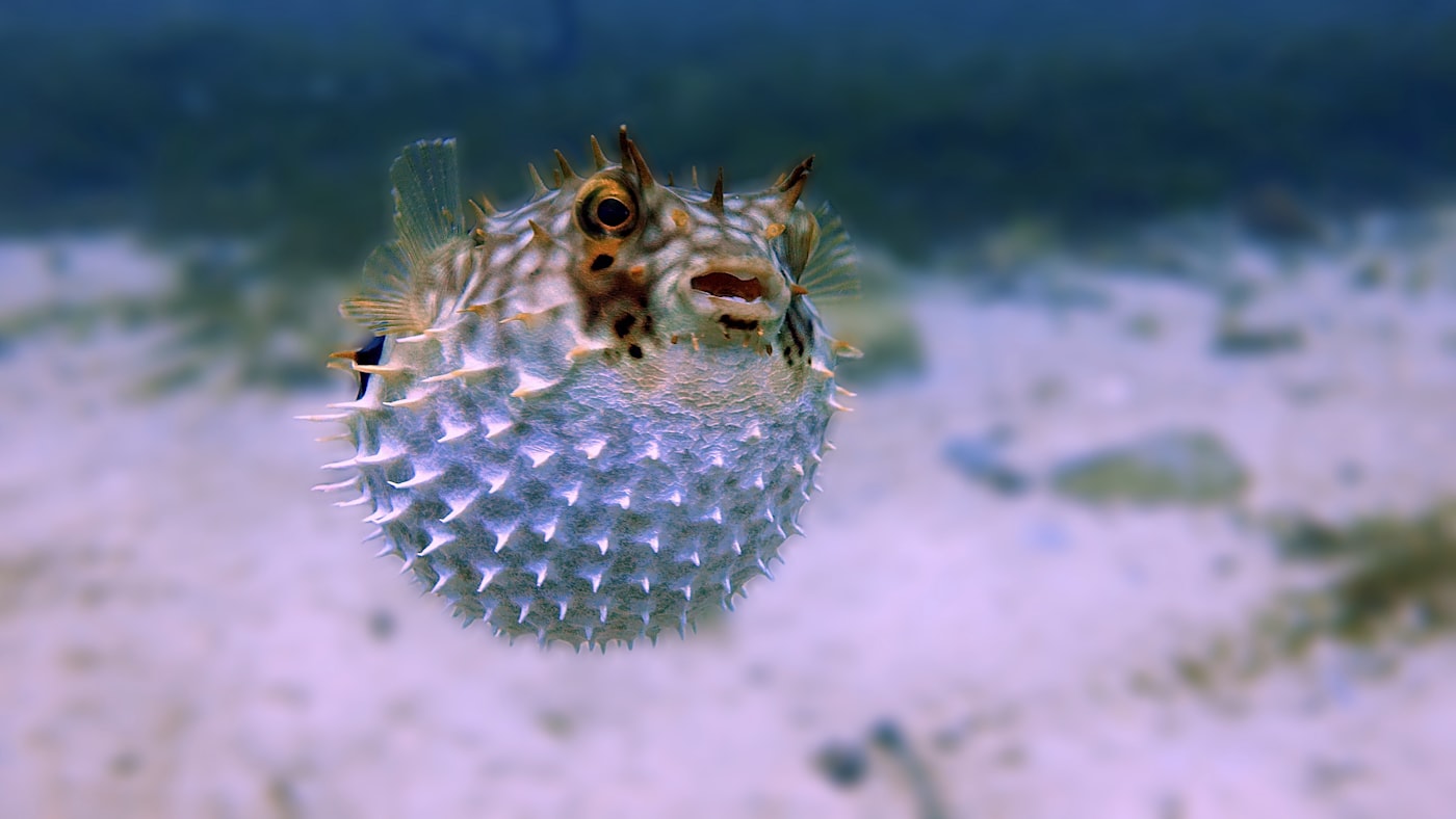 Pez globo de agua dulce (Tetraodon): ficha y cuidados reales