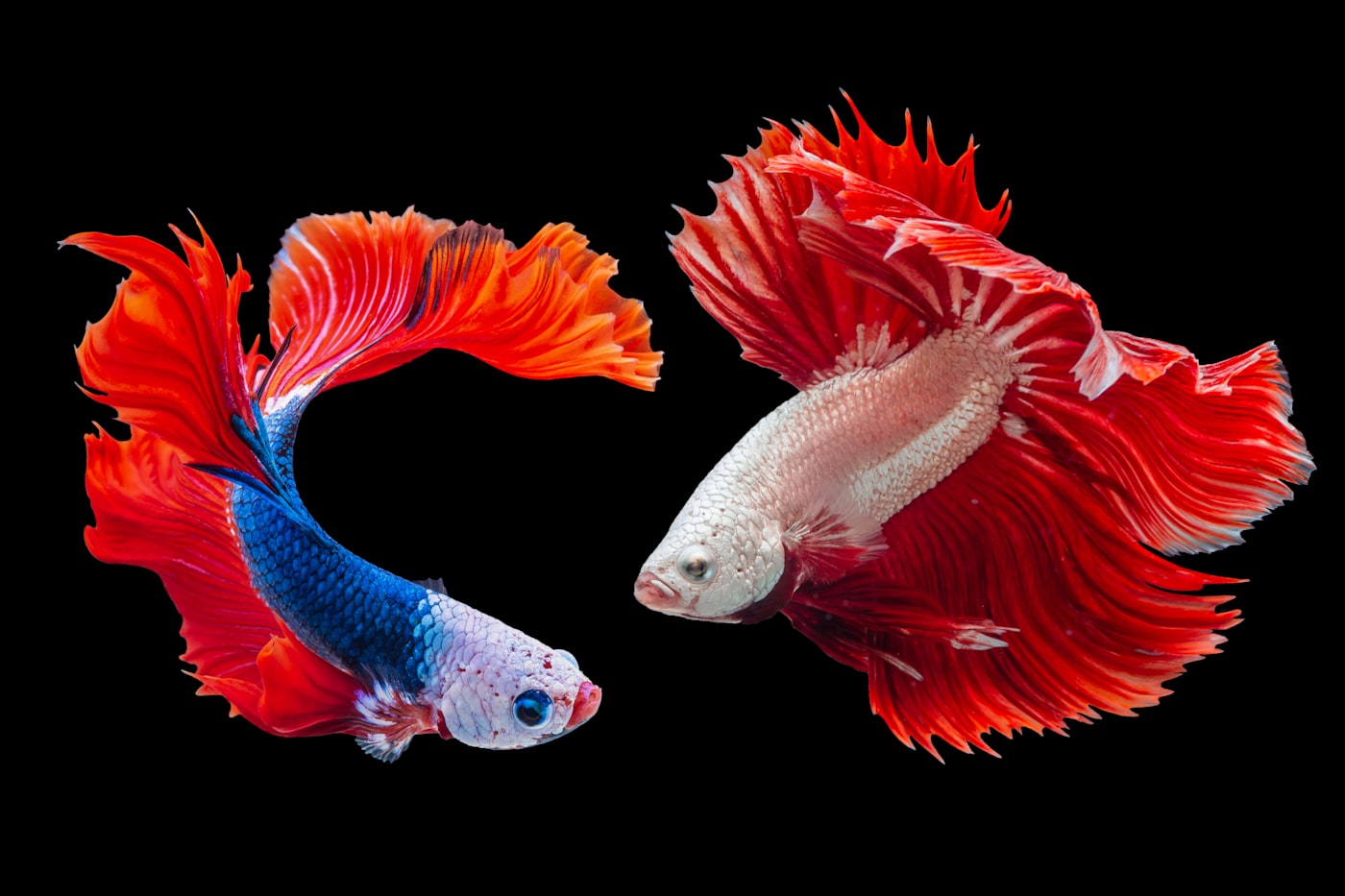 Peces compatibles con el betta: qué especies sí y cuáles evitar
