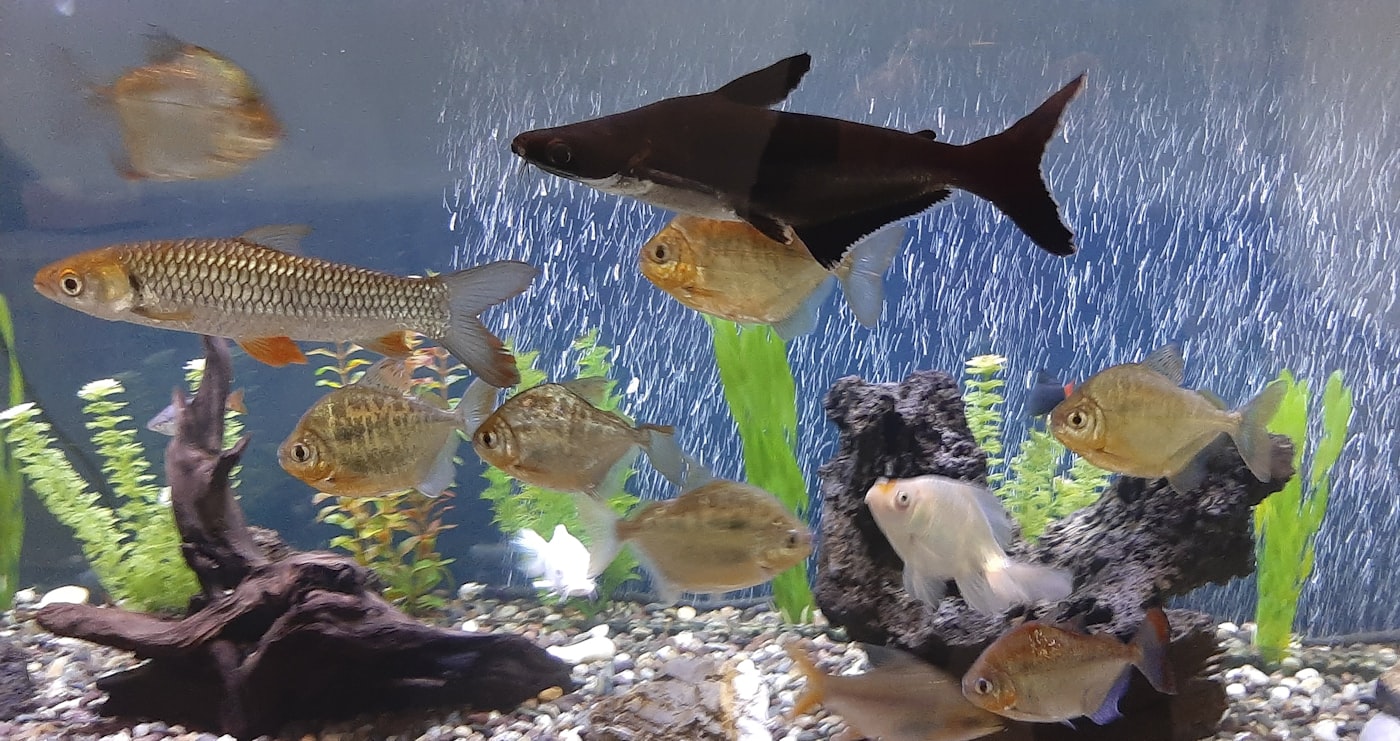 Peces compatibles con guppys: convivencia real (sin mitos)