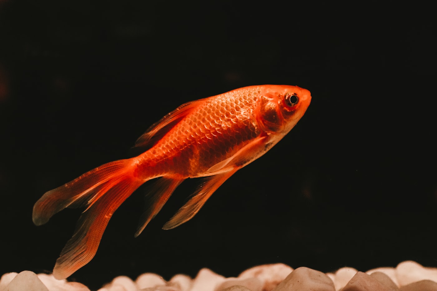 Peces de agua fría: toda la información (sin mitos)