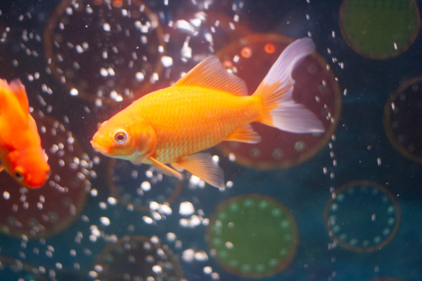 Peces laberinto (anabántidos): bettas, gouramis y respirar aire