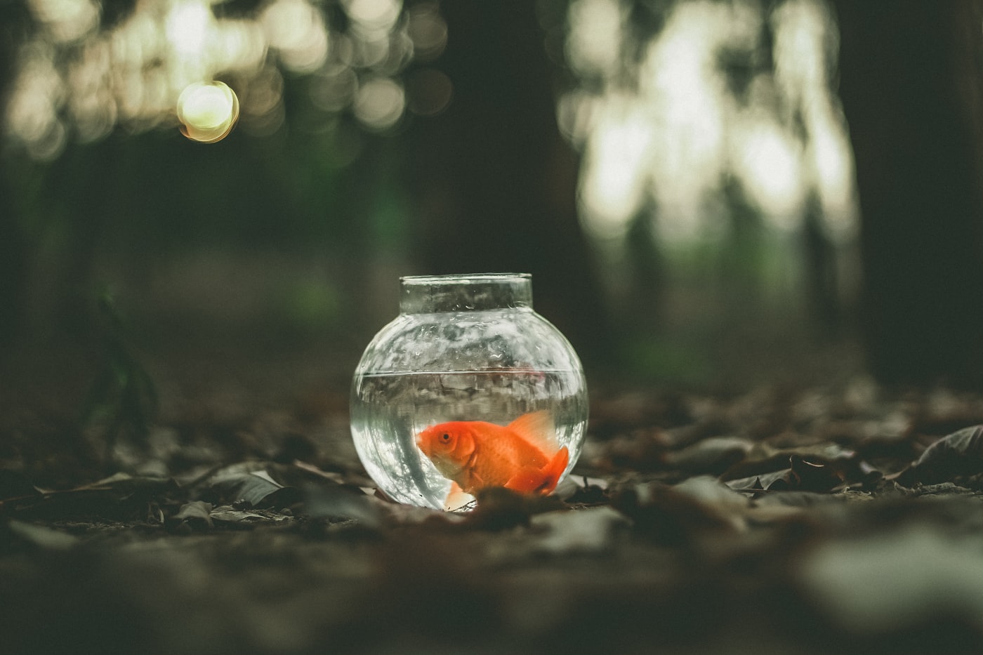 Peces de agua fría que NO necesitan calentador (acuario sin calentador)