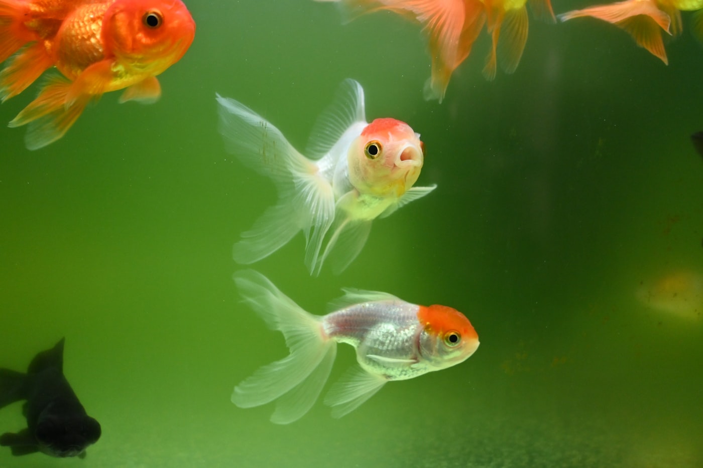 Pez shubunkin: una variedad de Carassius auratus