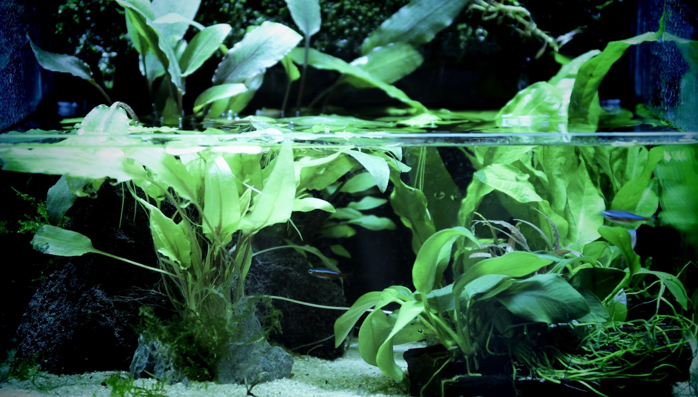Plantas flotantes de acuario: ventajas y especies fáciles