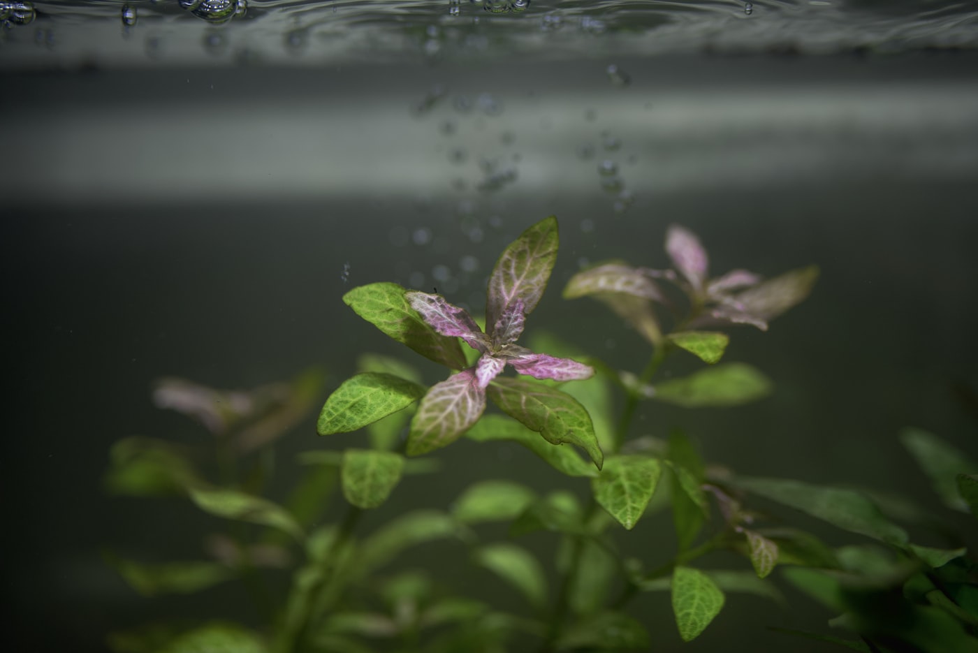 Plantas palustres para acuario y paludario