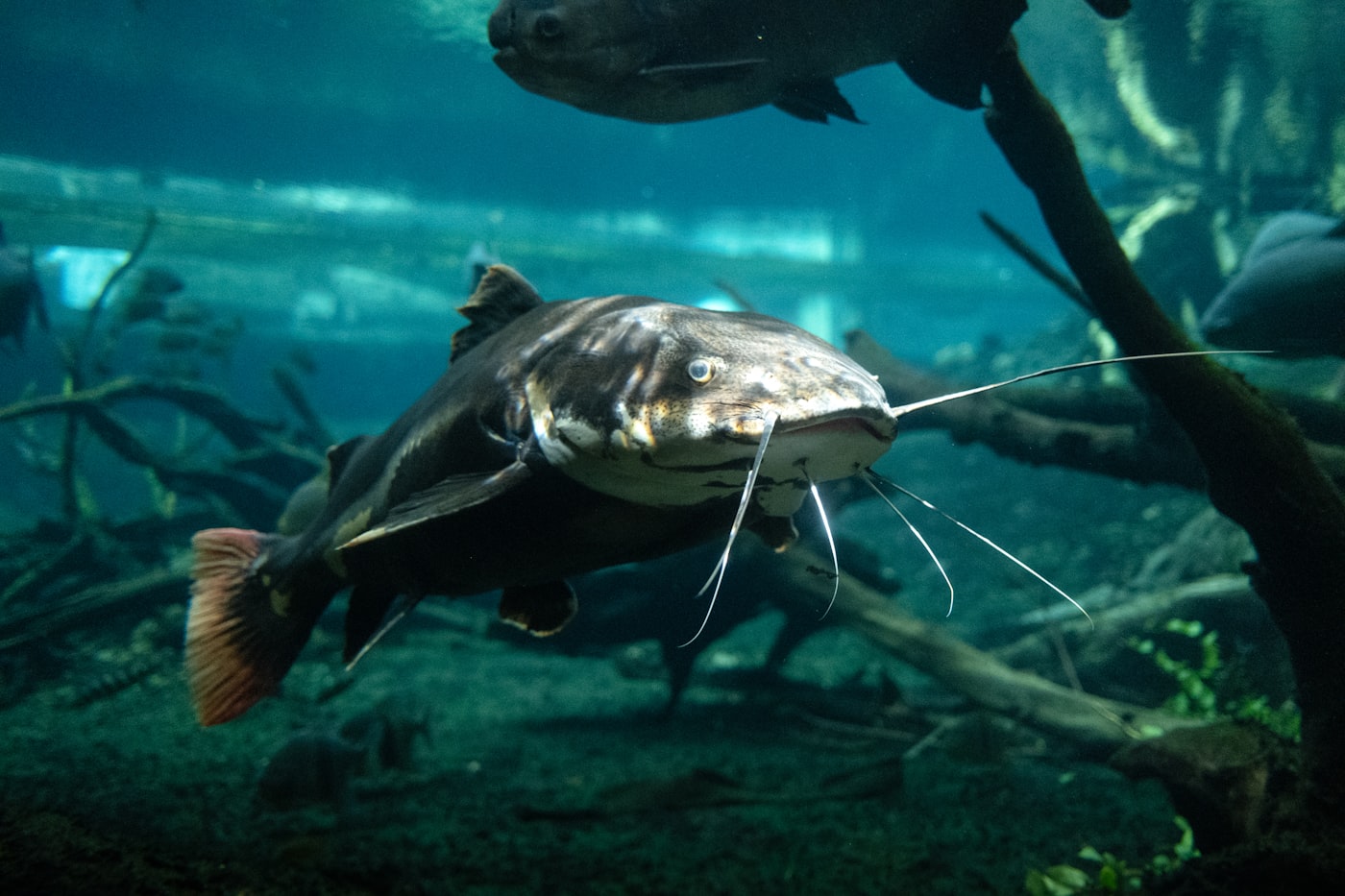 Plecostomus (Hypostomus / Pterygoplichthys): ficha y el error de comprarlo para un nano