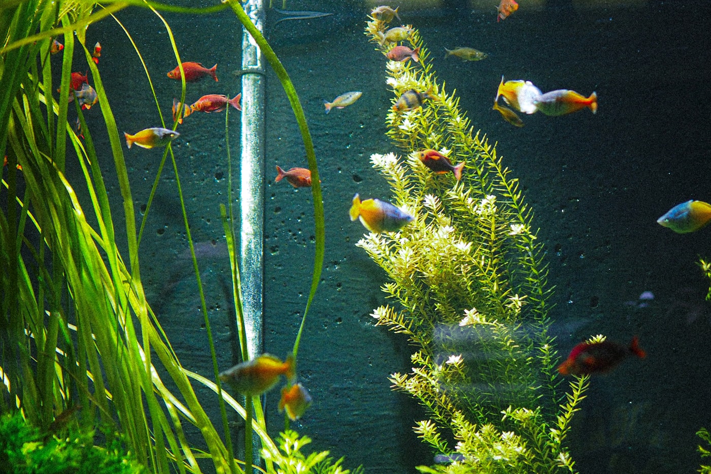 Prefiltros para filtros de acuario de agua dulce