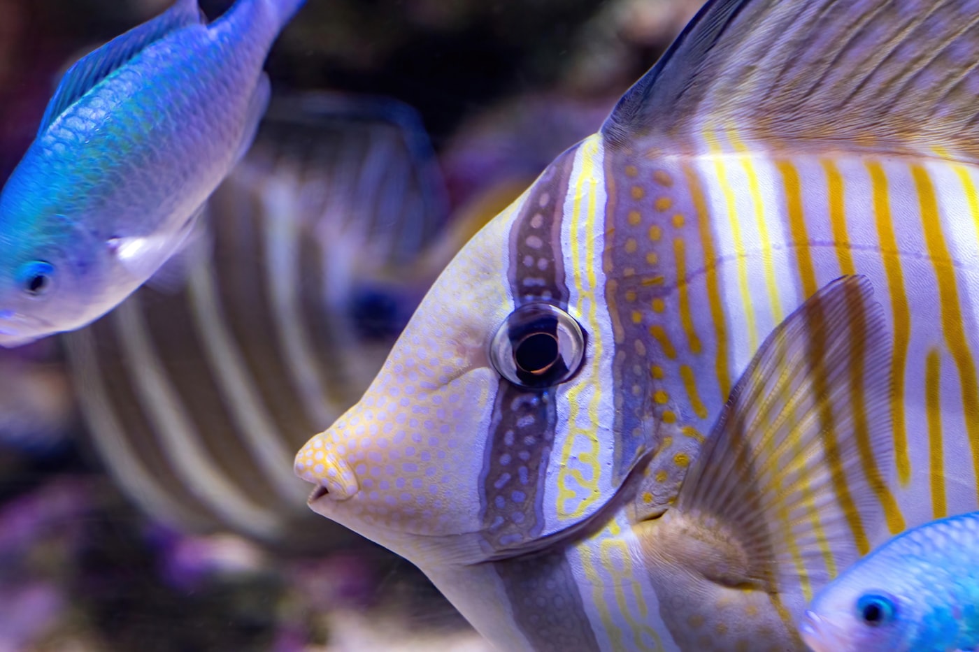 Rasbora galaxy (Danio margaritatus): ficha y cuidados del nano ideal de cardumen