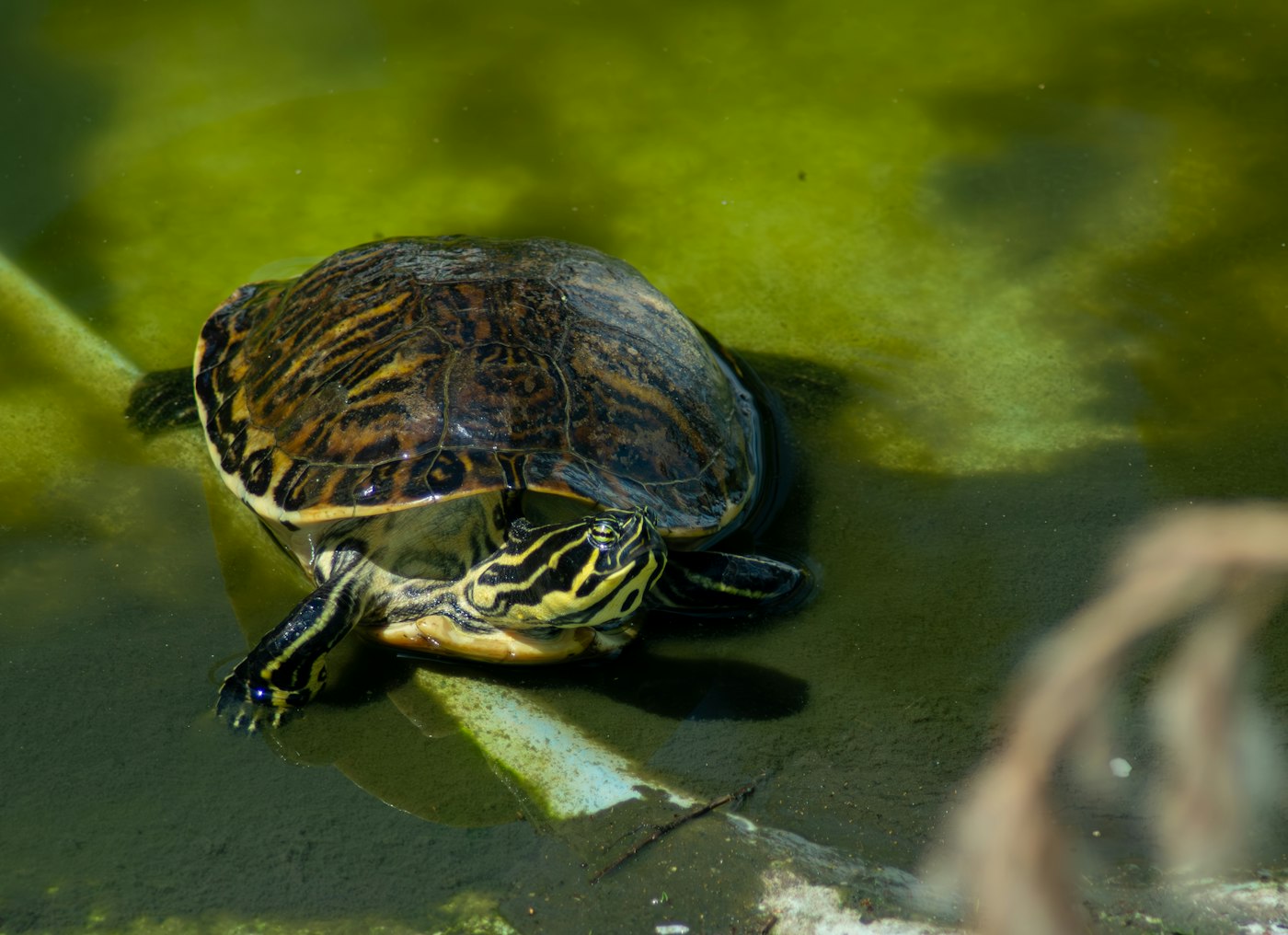 Tortugas de agua dulce: lo que nadie te cuenta antes
