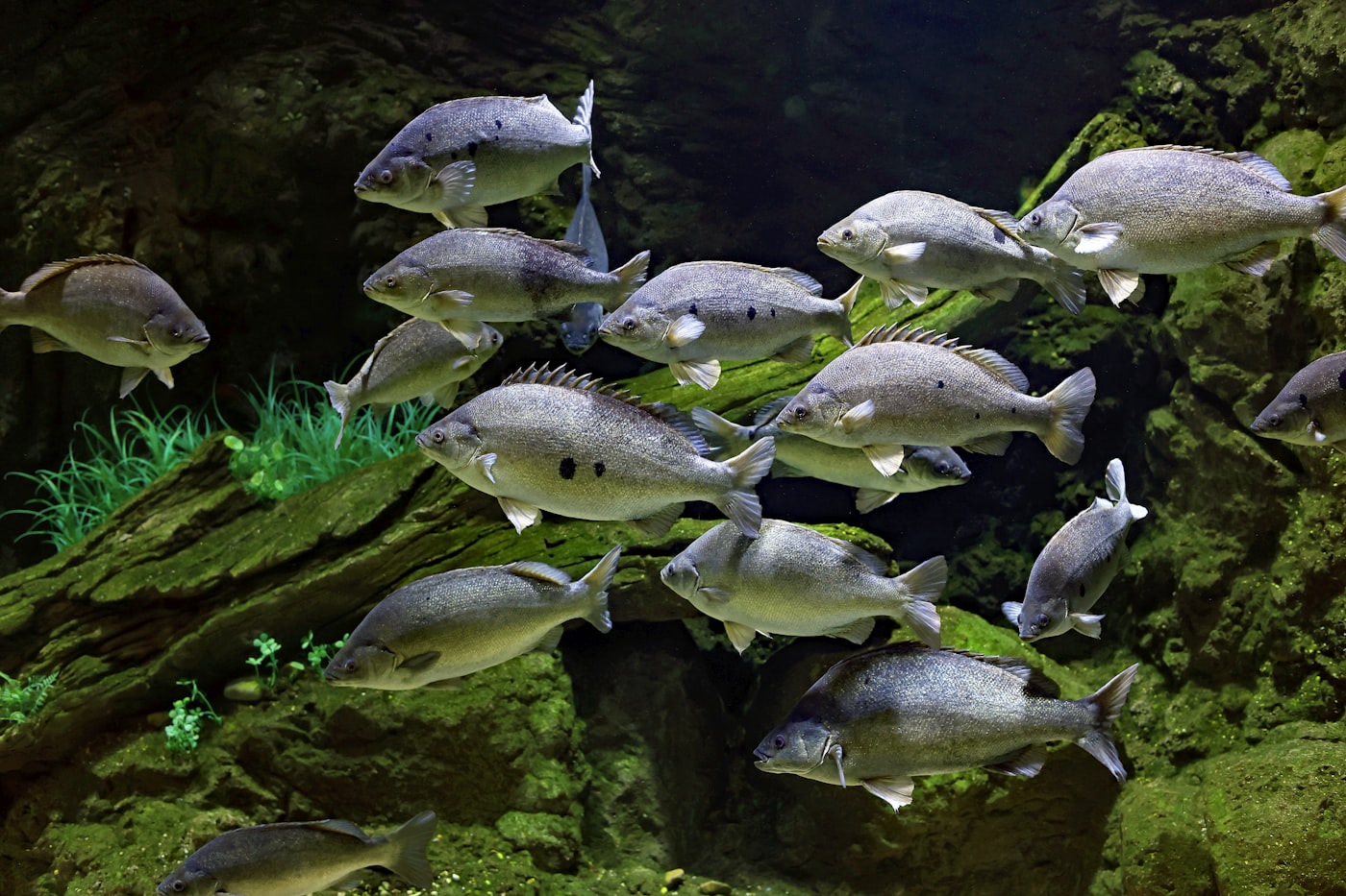 Acuario para principiantes