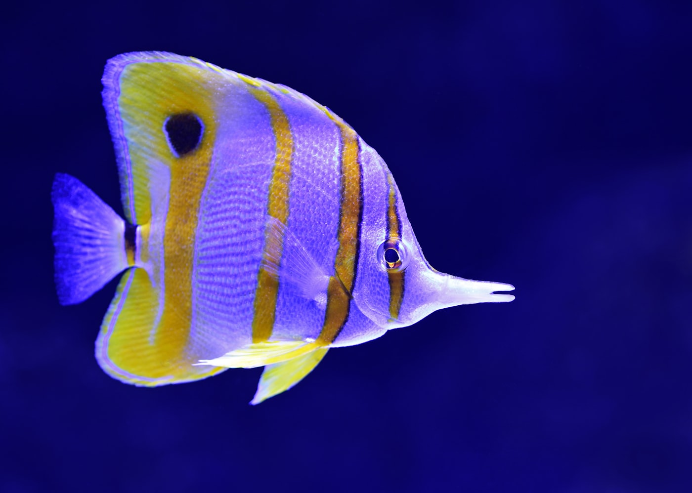 Acuario plantado para empezar