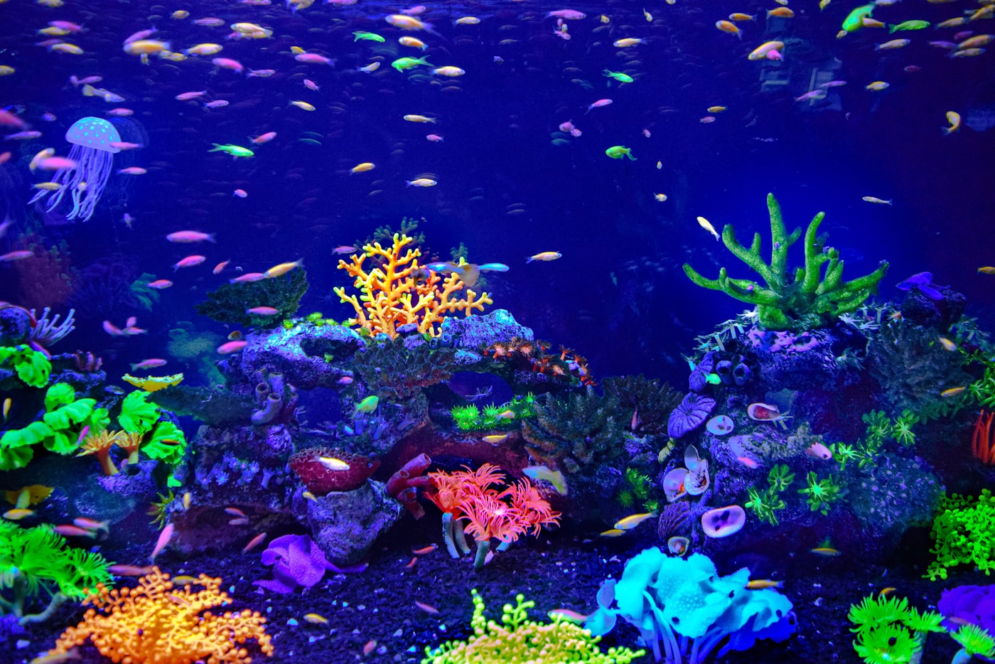 ¿Cada cuánto hay que cambiar el agua del acuario? (y cómo hacerlo)