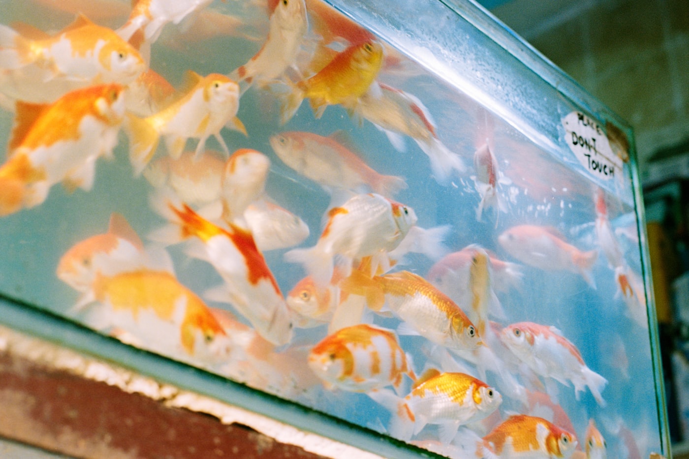 ¿Cuántos peces caben en mi acuario? Regla de litros y carga biológica