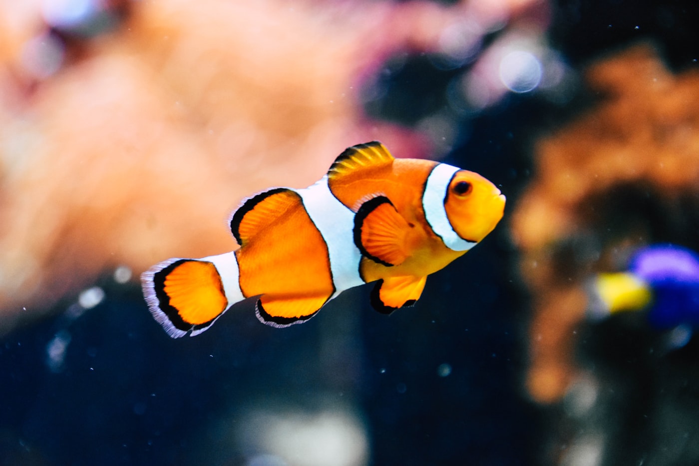 Enfermedades de peces de acuario