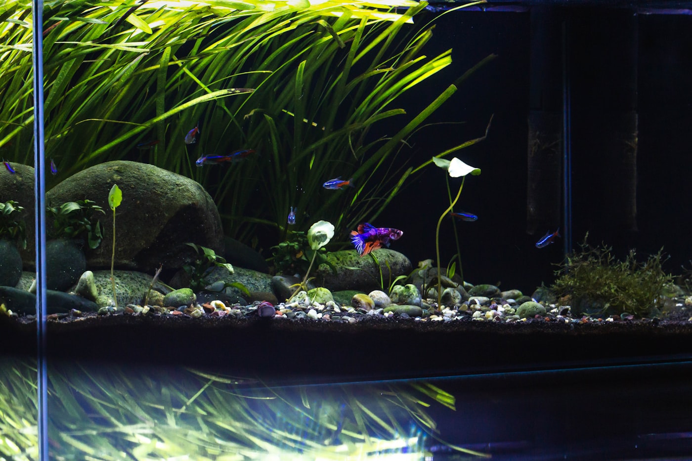 Parámetros del agua del acuario