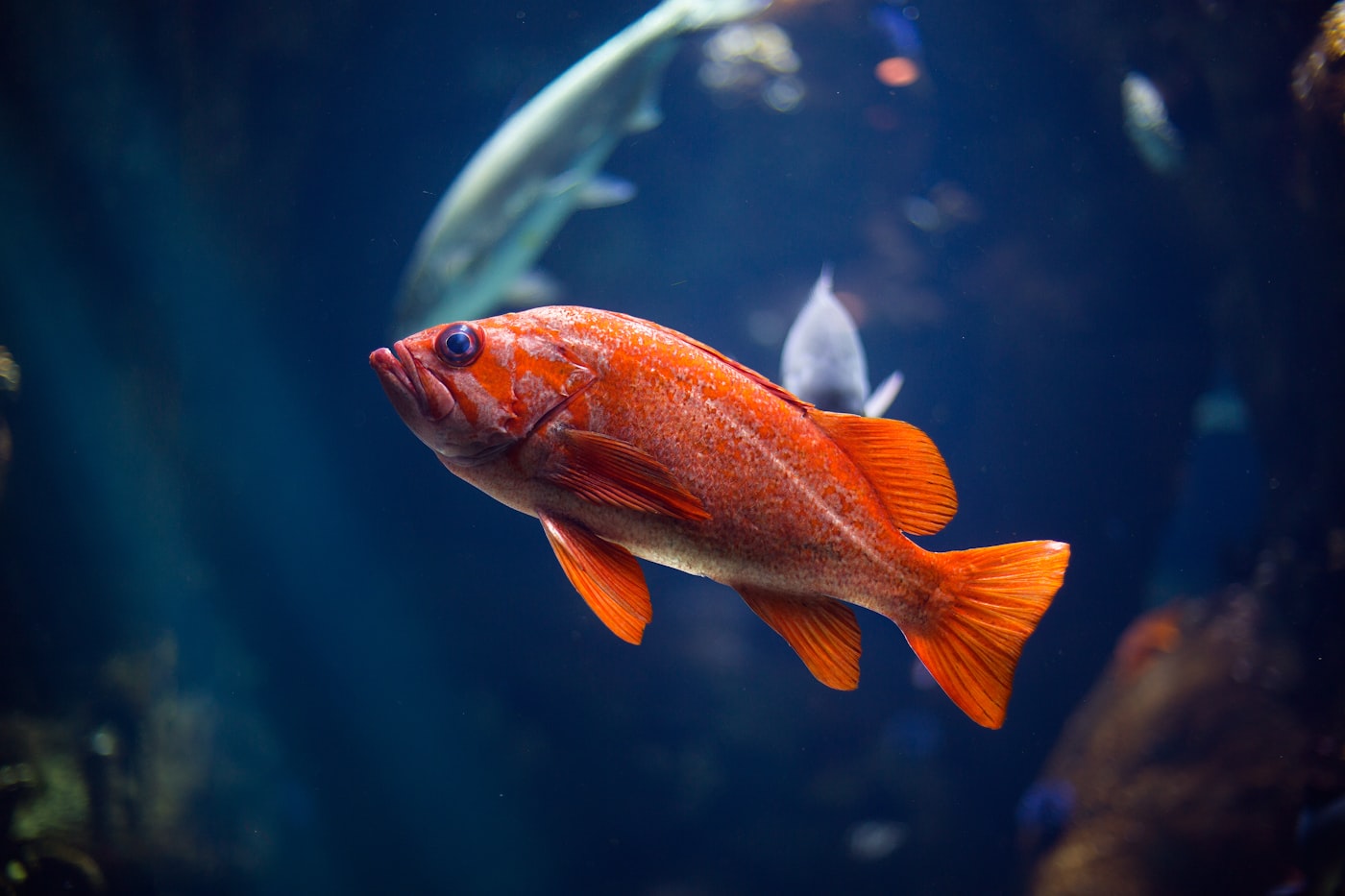 ¿Por qué se mueren mis peces? 10 errores comunes del principiante