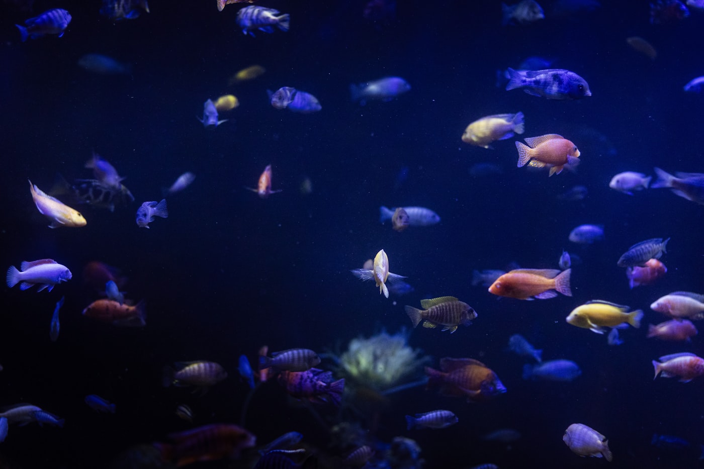 Punto blanco (ictio) en peces: síntomas y tratamiento paso a paso