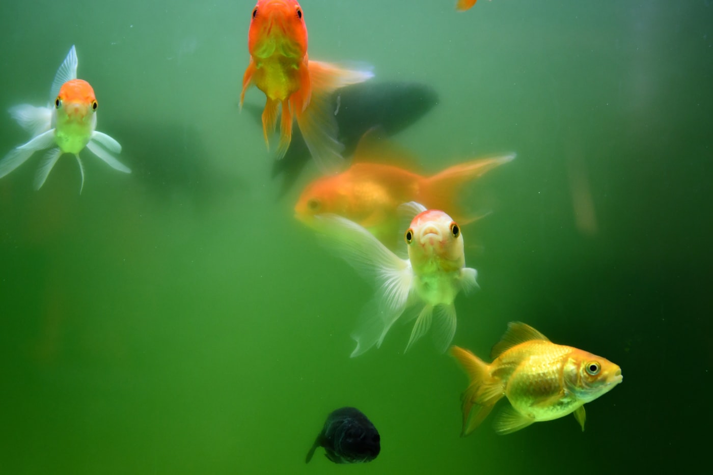 Tipos de algas en el acuario y cómo eliminarlas