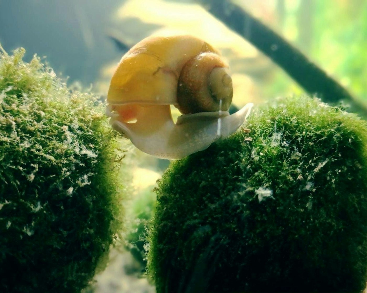Caracol manzana amarillo (Pomacea bridgesii) trepando por el cristal de un acuario plantado