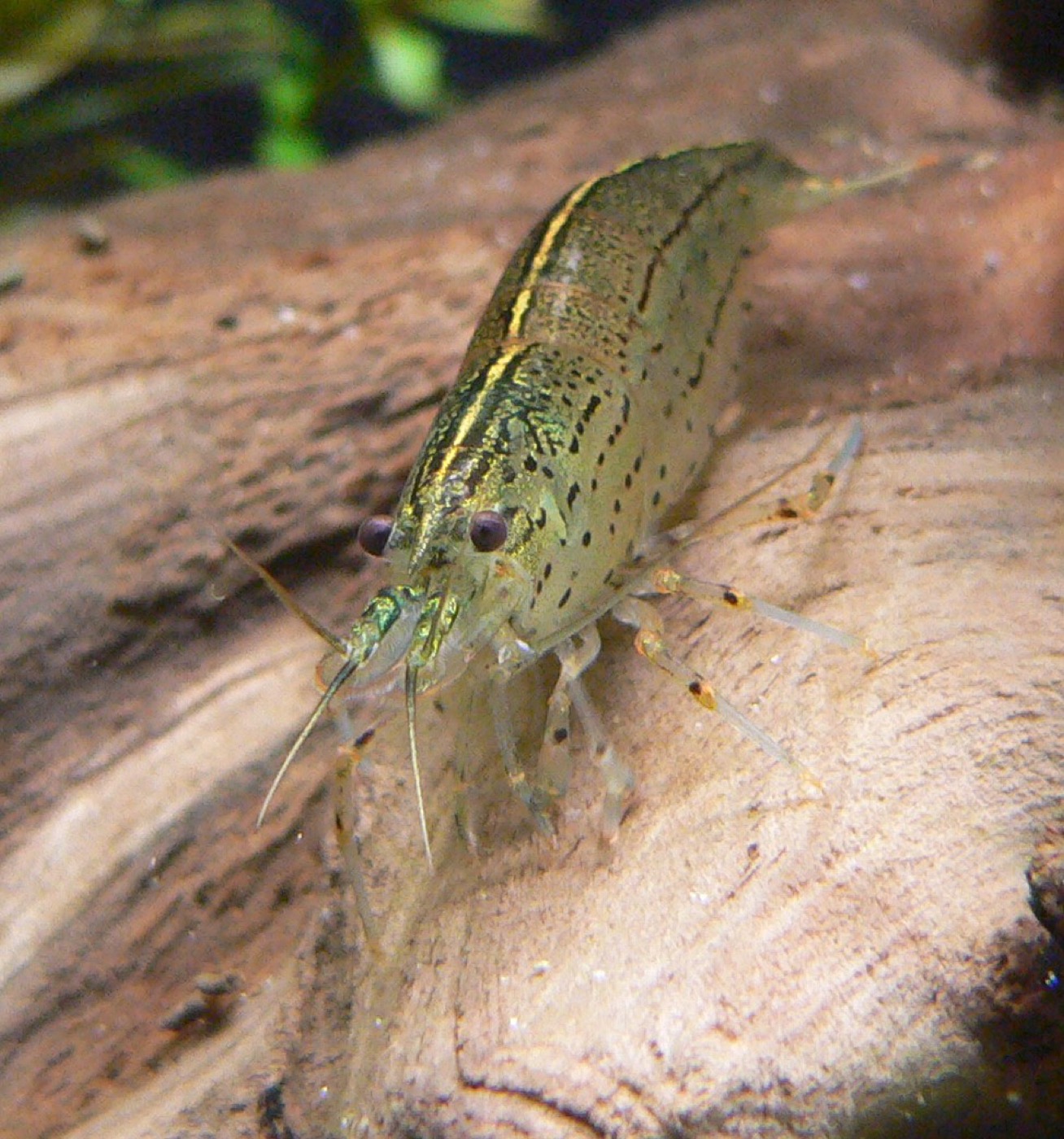 Gamba amano translúcida con línea de puntos limpiando algas sobre una hoja