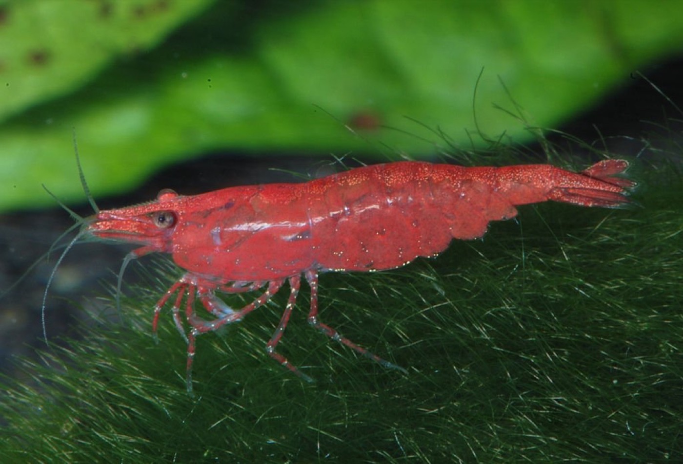 Gambas red cherry rojas sobre musgo de java en acuario plantado