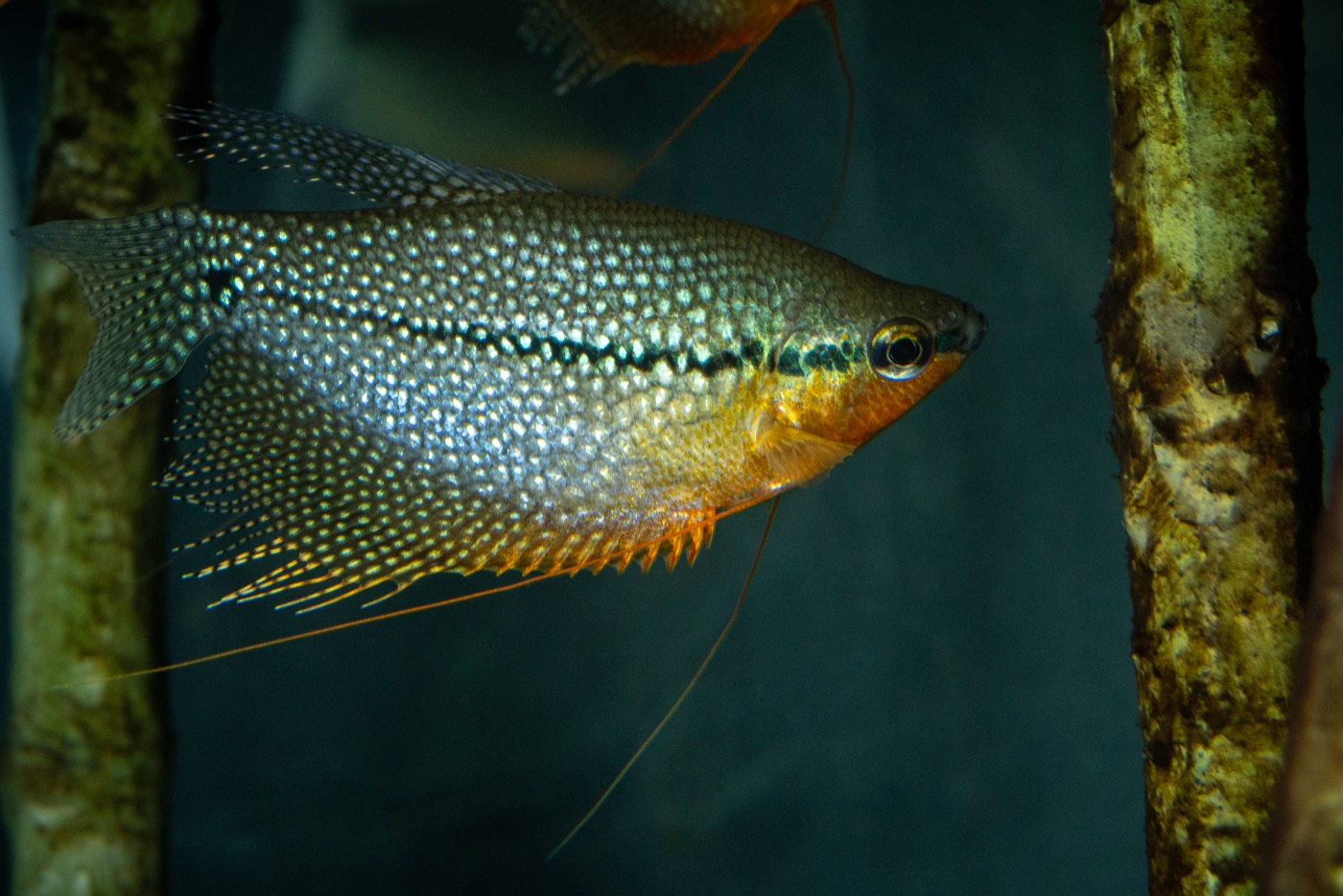 Gourami perla macho con patrón perlado y vientre anaranjado en acuario plantado