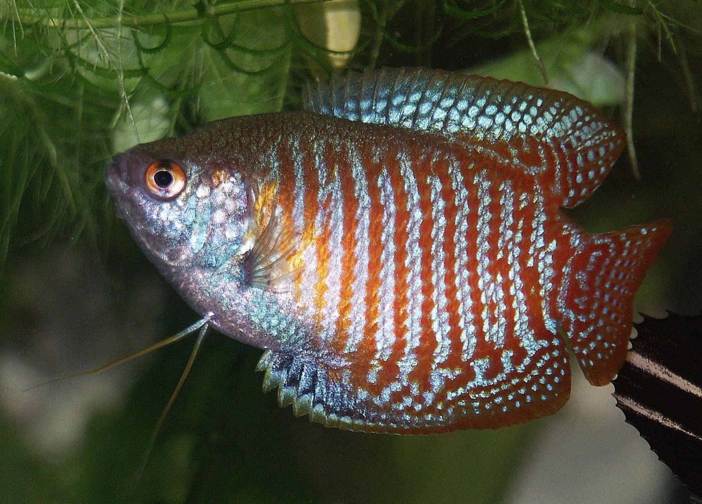Gourami enano macho de colores rojos y azules en acuario plantado