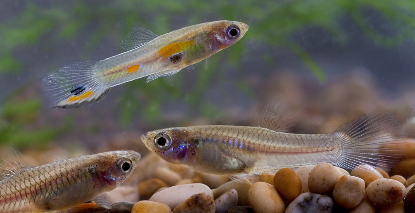 Grupo de guppys de colores en acuario plantado