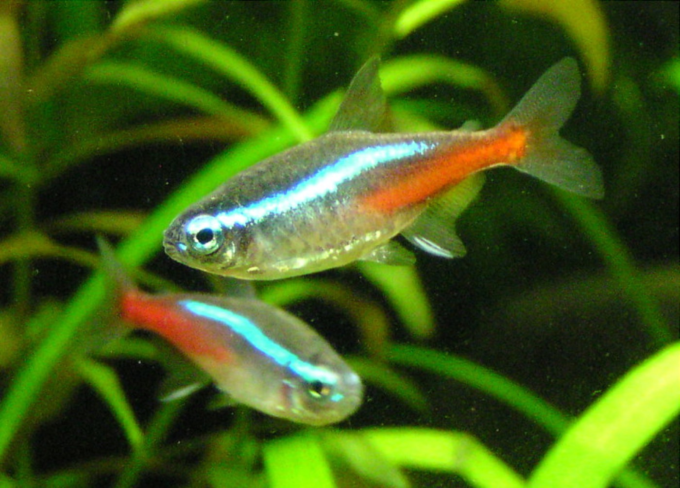 Cardumen de neones con franja azul y roja en acuario plantado oscuro