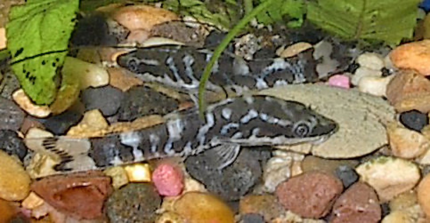 Otocinclus adherido al cristal del acuario comiendo algas