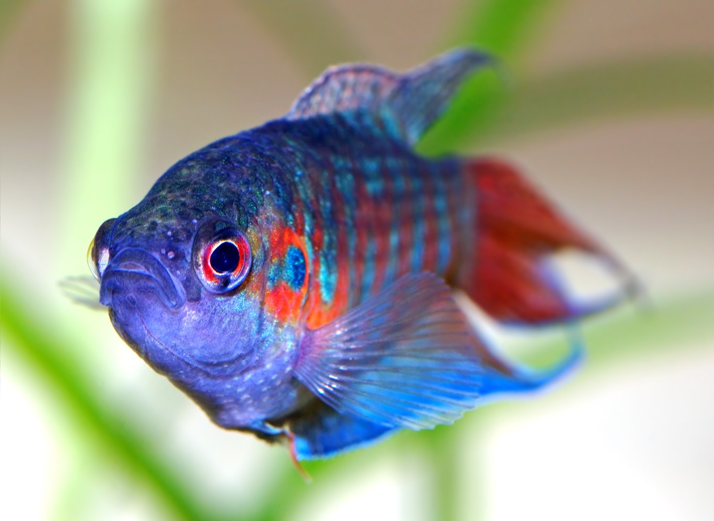 Pez paraíso macho con bandas rojas y azules y aletas extendidas