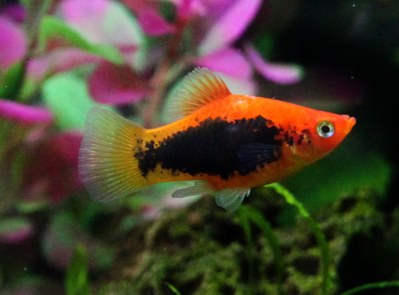 Platys de colores nadando en un acuario comunitario plantado
