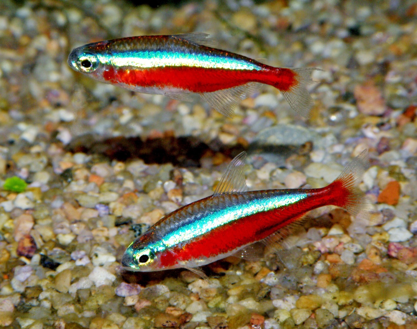 Cardumen de tetra cardenal con franja roja completa en acuario plantado oscuro