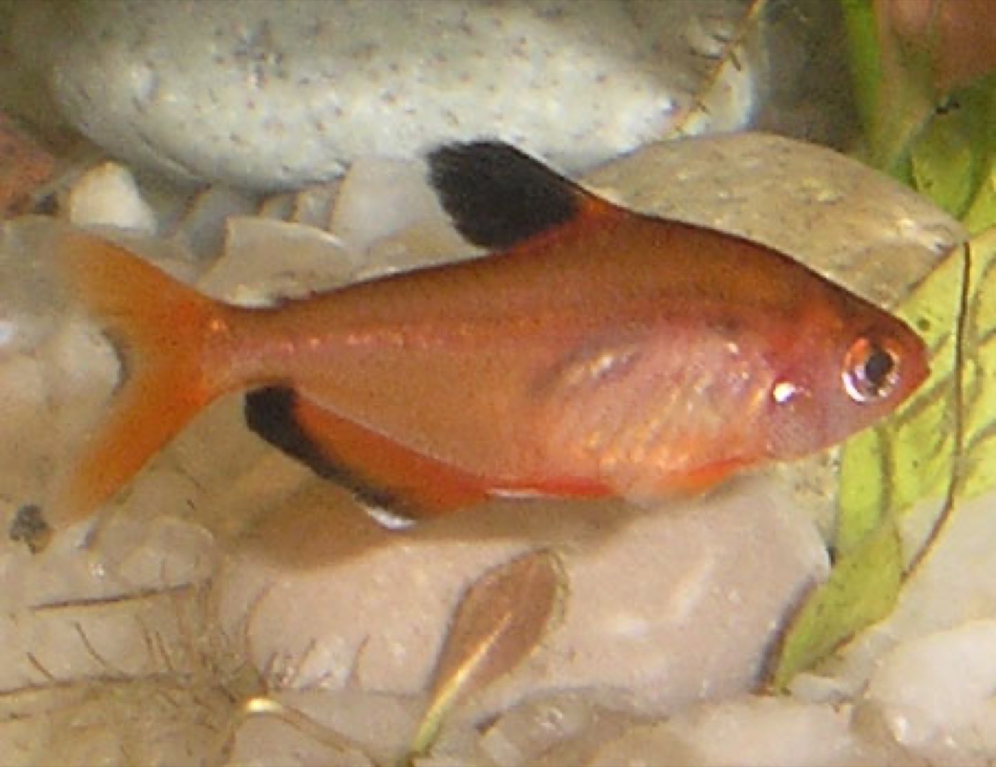 Cardumen de tetra serpae rojo intenso con aleta dorsal negra en acuario plantado