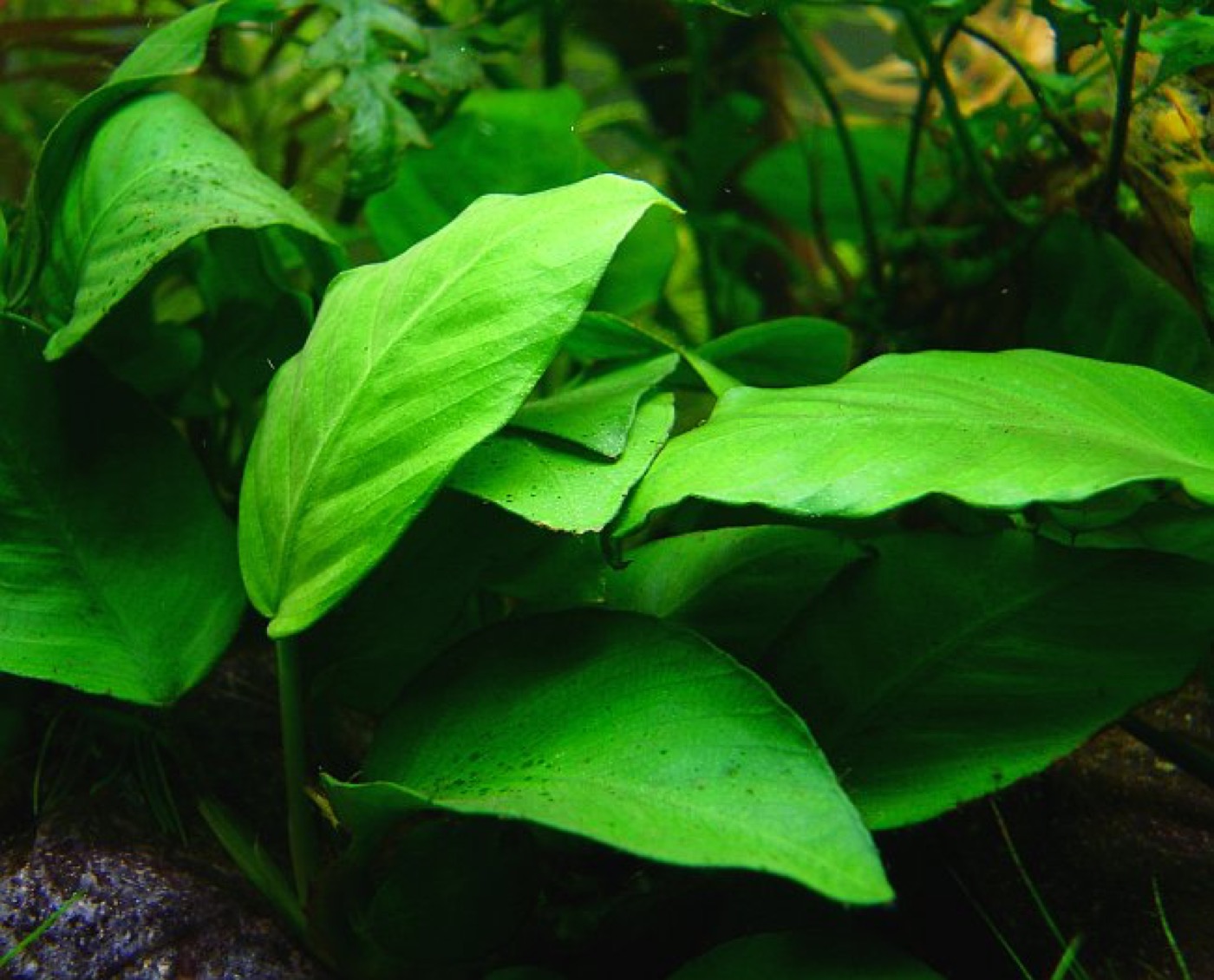 Anubias barteri atada a una roca con hojas verdes anchas