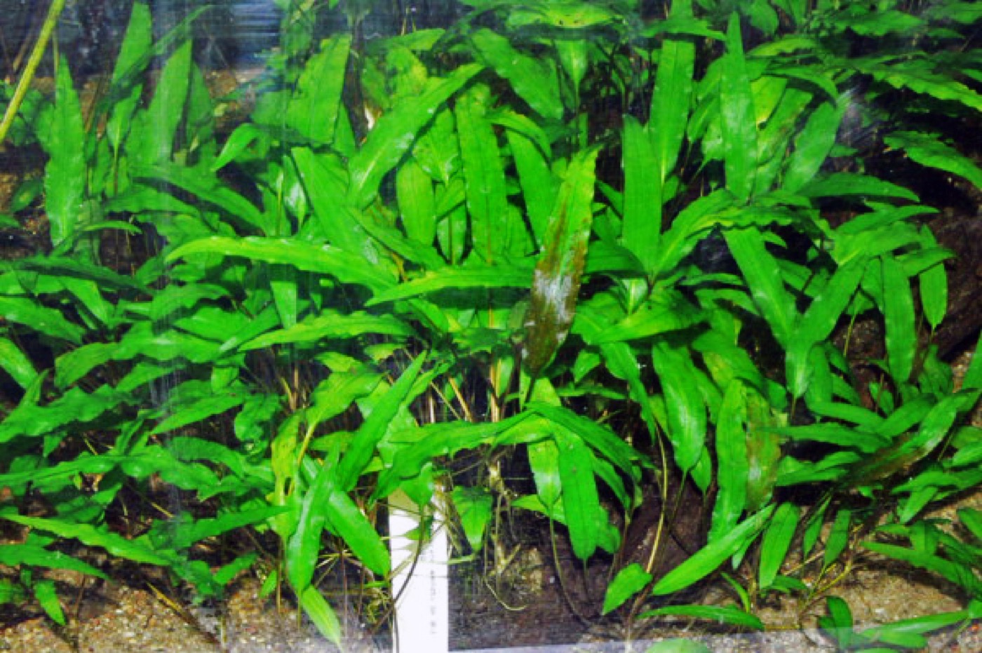 Mata de Cryptocoryne wendtii de hojas marrones onduladas en el acuario