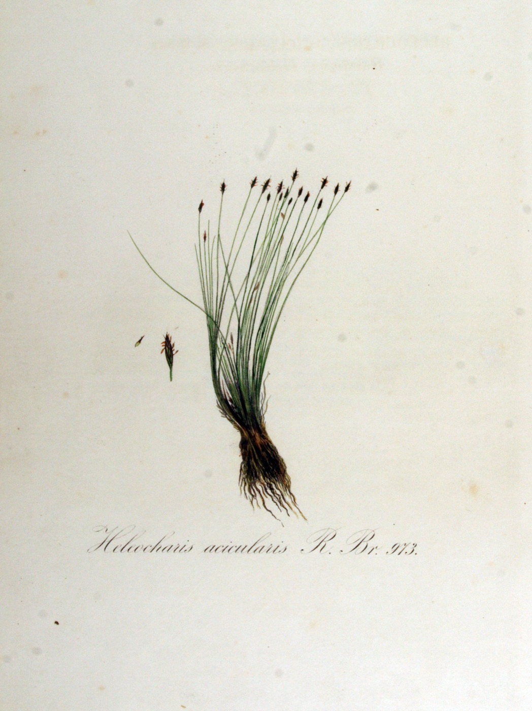 Carpeta de Eleocharis acicularis formando un césped verde en el primer plano del acuario
