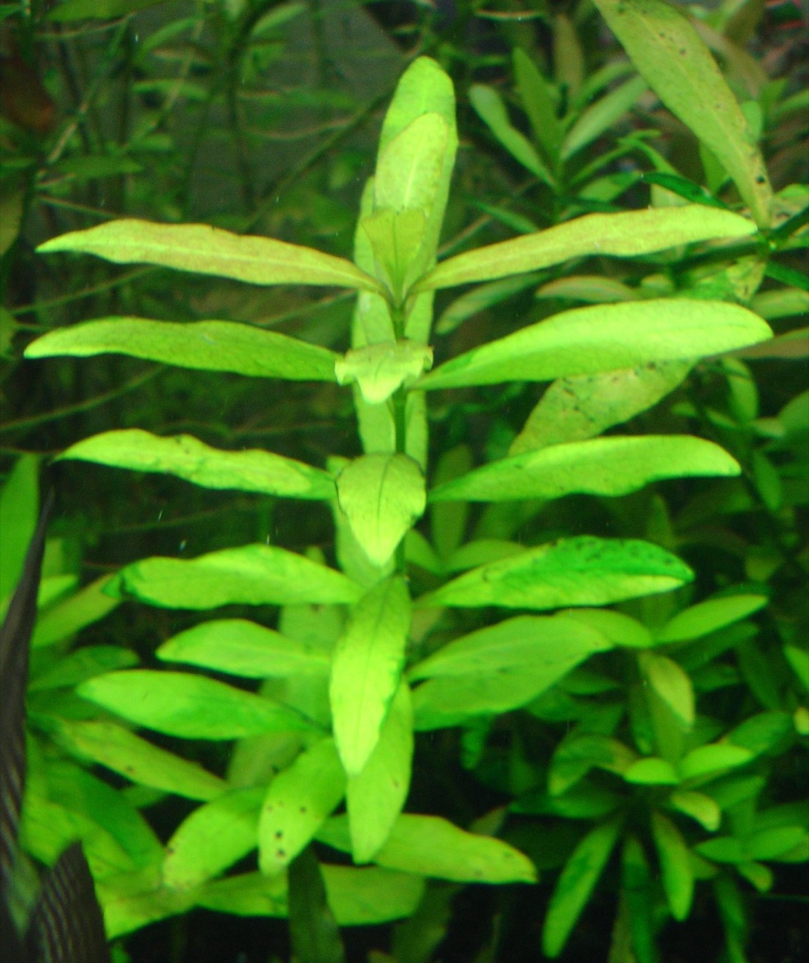 Tallos de Hygrophila polysperma con hojas verdes claras de rápido crecimiento