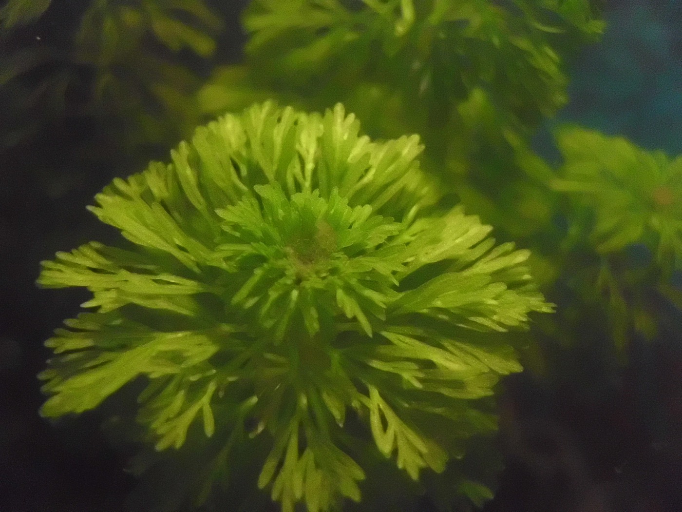 Tallos de Limnophila sessiliflora con hojas plumosas y finas verde claro