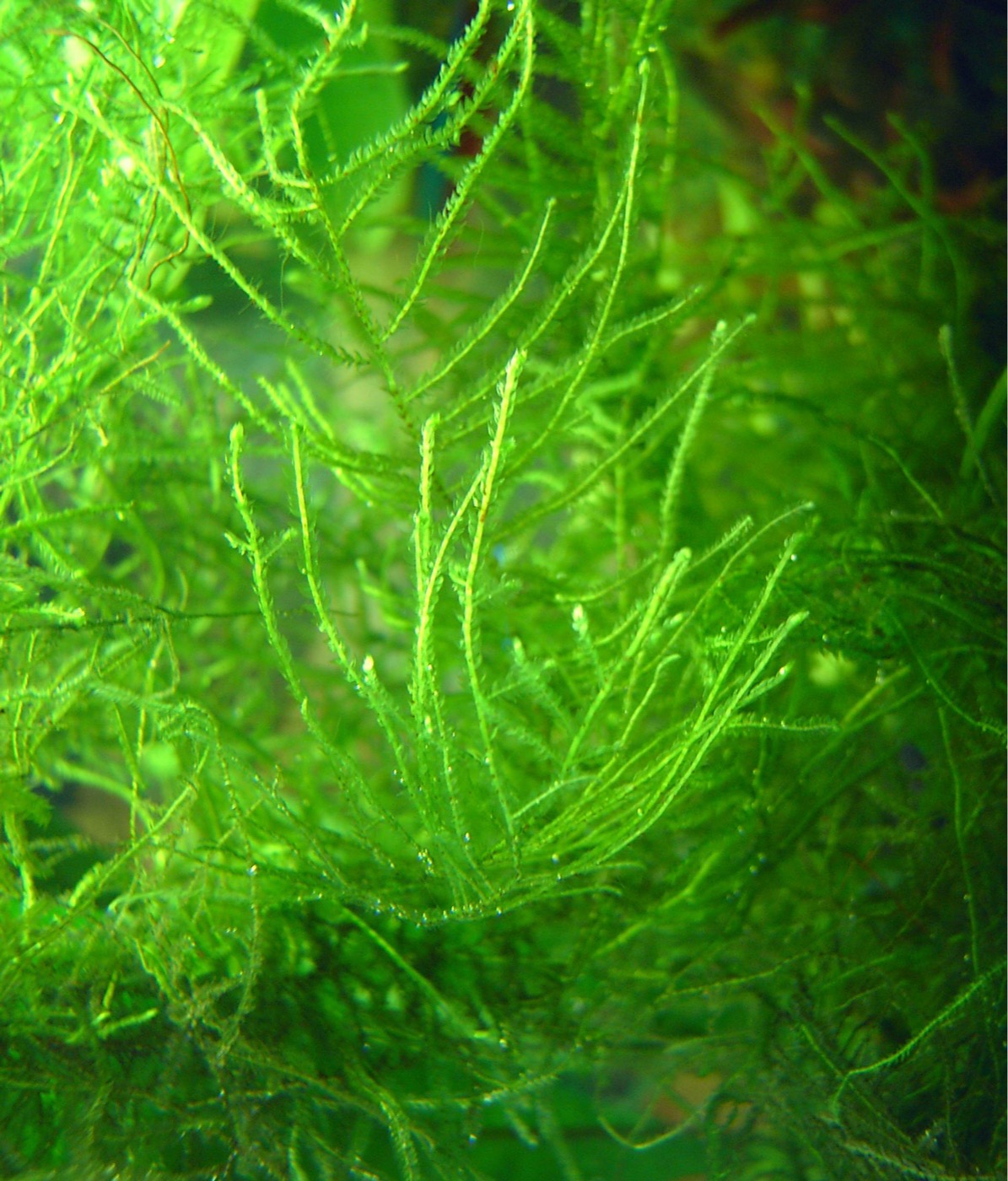 Musgo de Java cubriendo una raíz en un acuario plantado