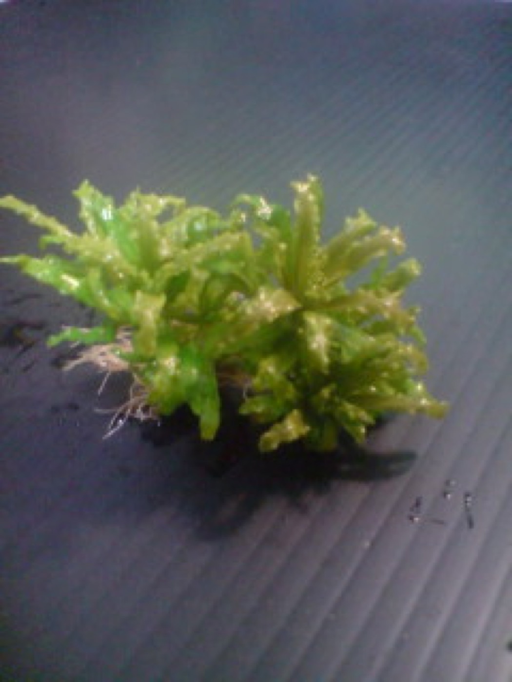 Roseta de Pogostemon helferi downoi con hojas verdes rizadas en primer plano