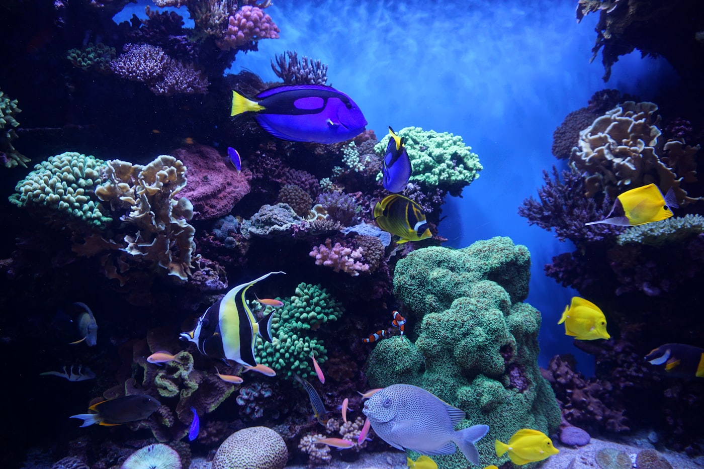 Filtro de esponja Hygger para acuario (aire)