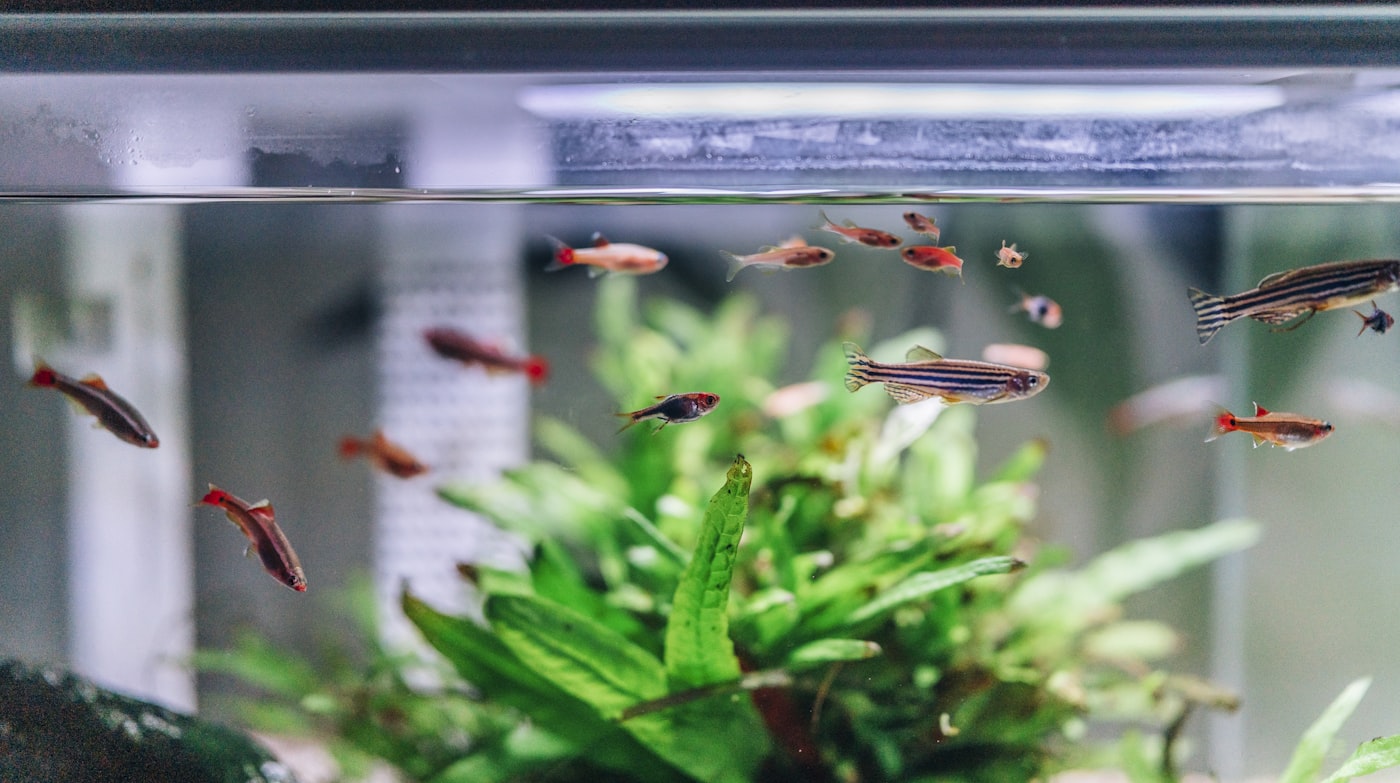 Pantalla LED Fluval Plant 3.0 (38-61 cm)